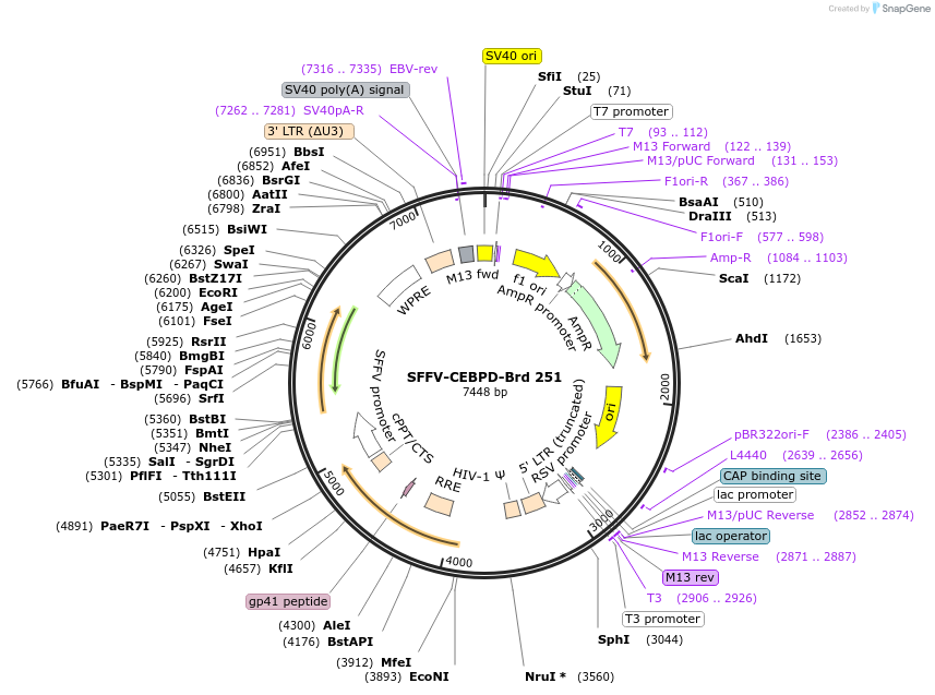 219194-plasmid-map-sequence-id-448974