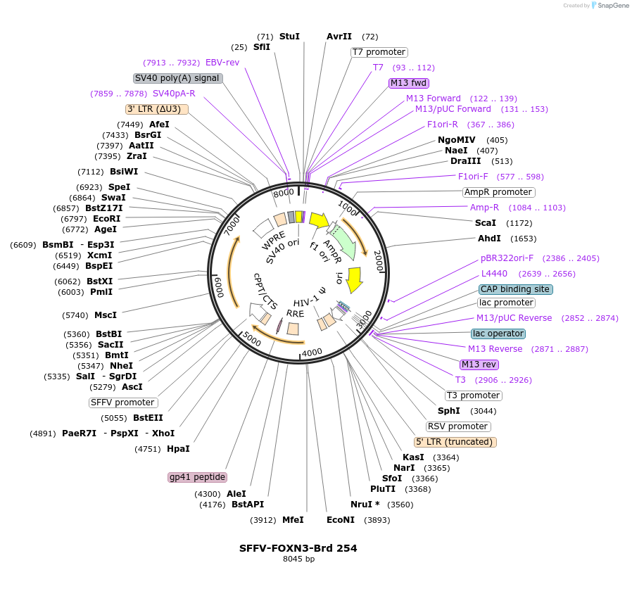 219197-plasmid-map-sequence-id-448975