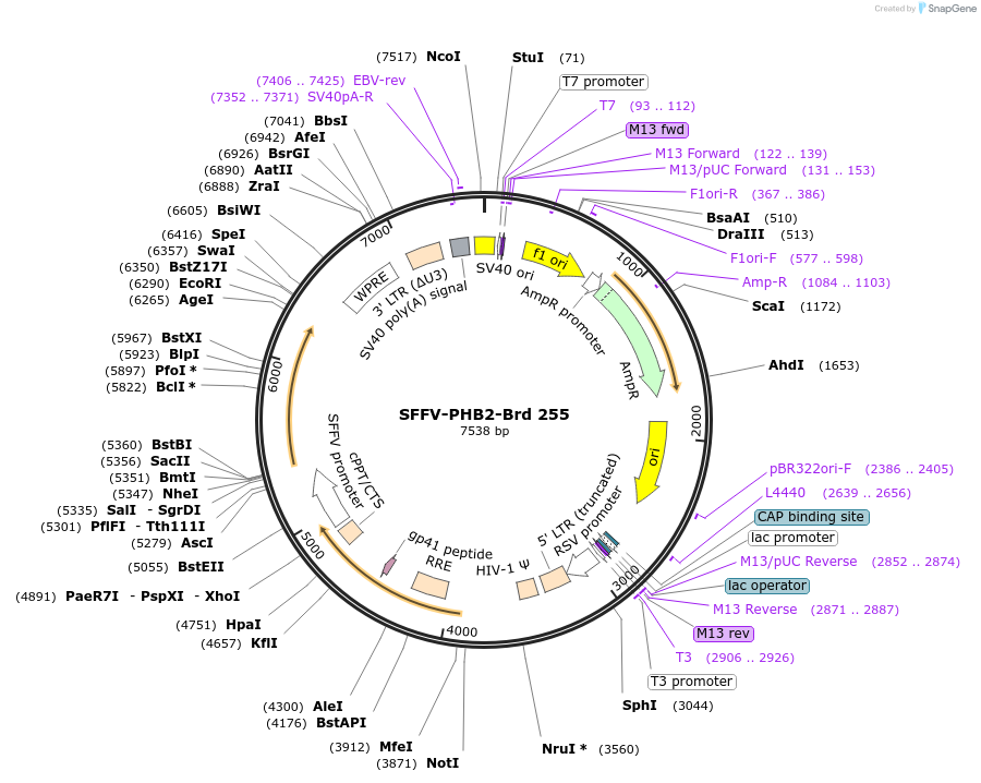219198-plasmid-map-sequence-id-448976