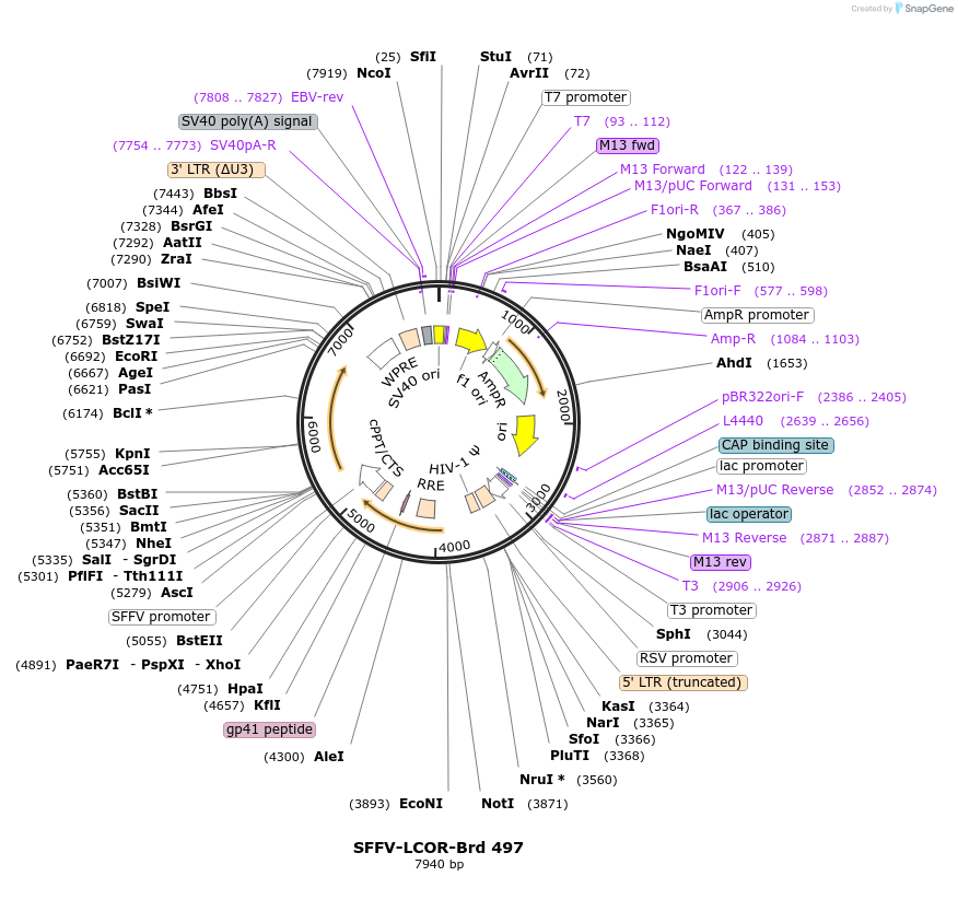 219391-plasmid-map-sequence-id-448977