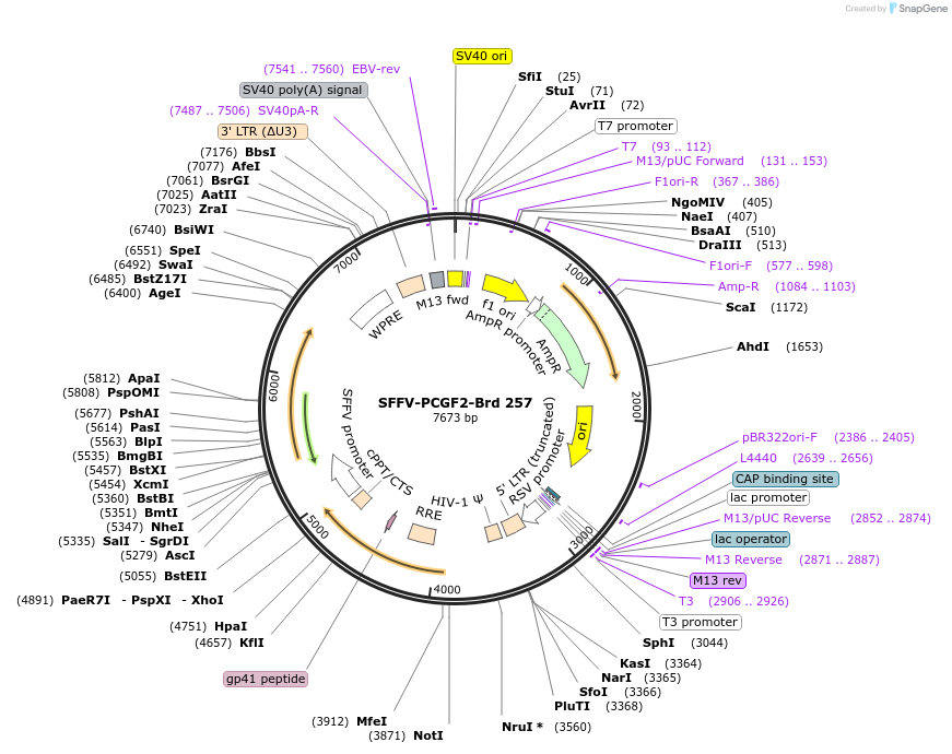 219200-plasmid-map-sequence-id-448978