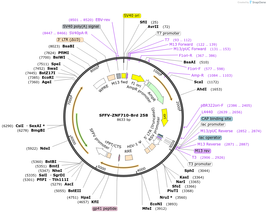 219201-plasmid-map-sequence-id-448979
