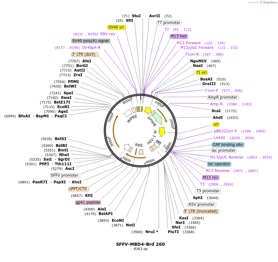 219202-plasmid-map-sequence-id-448980
