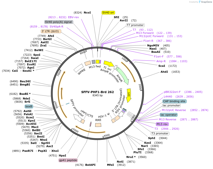 219204-plasmid-map-sequence-id-448981