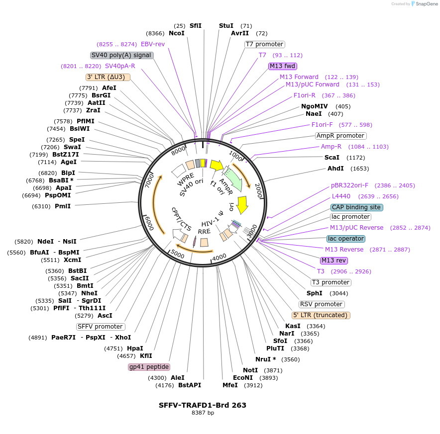 219205-plasmid-map-sequence-id-448982