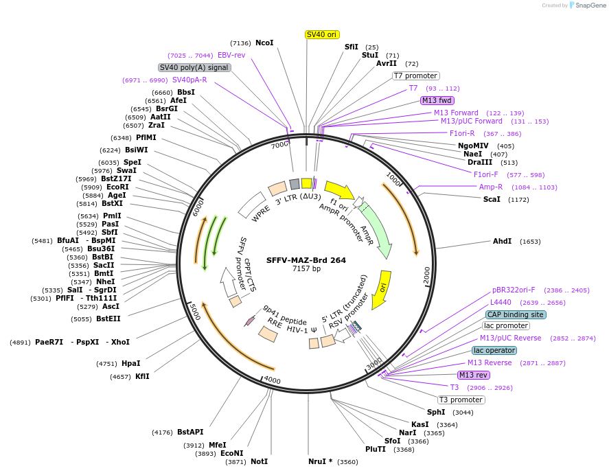 219206-plasmid-map-sequence-id-448983