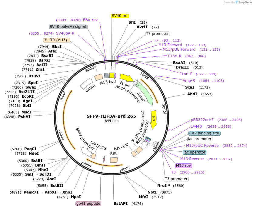 219207-plasmid-map-sequence-id-448984