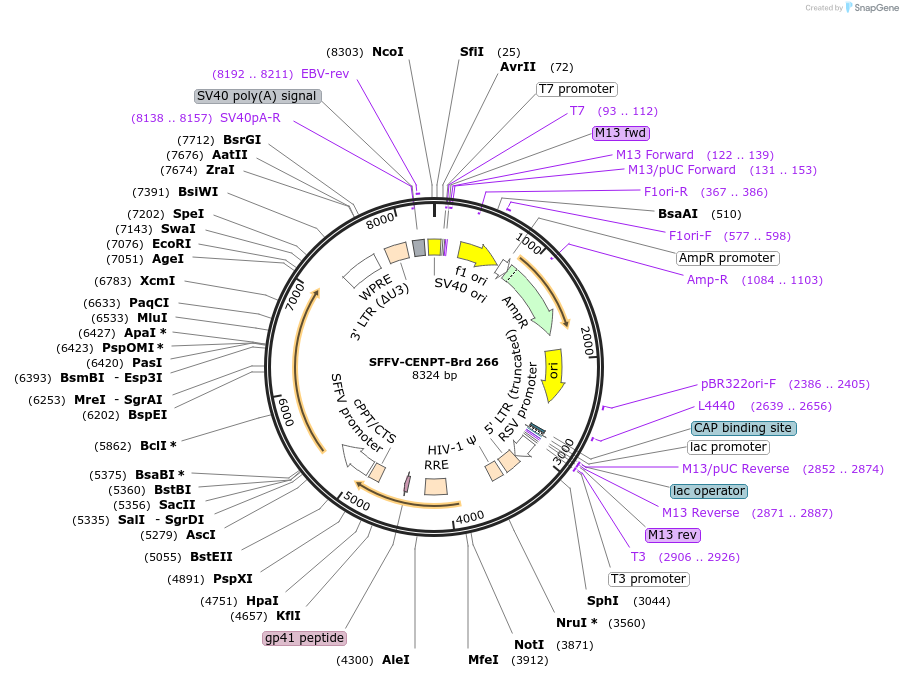 219208-plasmid-map-sequence-id-448985