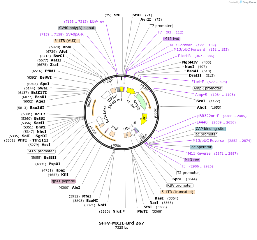 219209-plasmid-map-sequence-id-448986