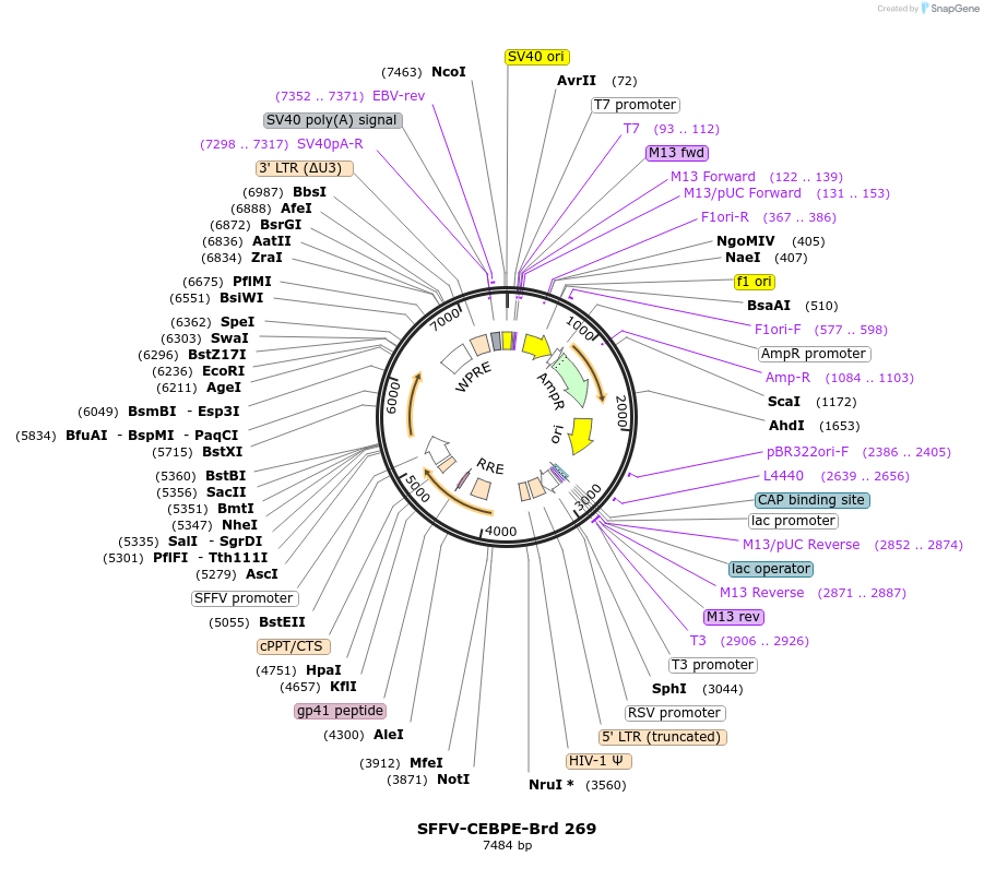 219211-plasmid-map-sequence-id-448987