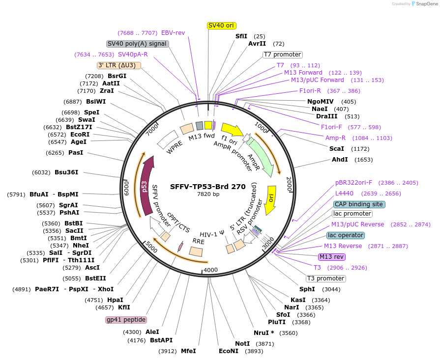 219212-plasmid-map-sequence-id-448988