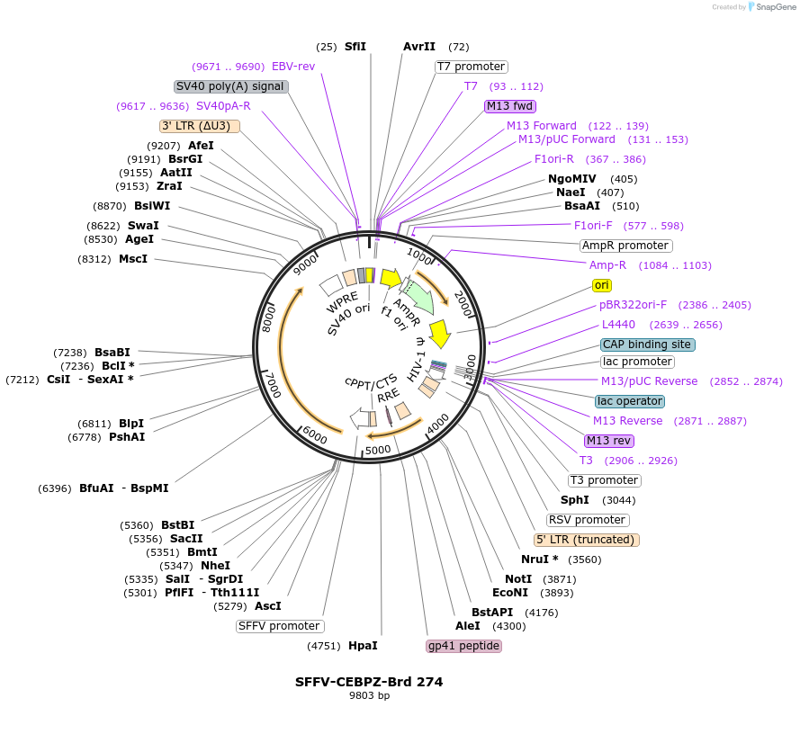 219216-plasmid-map-sequence-id-448990