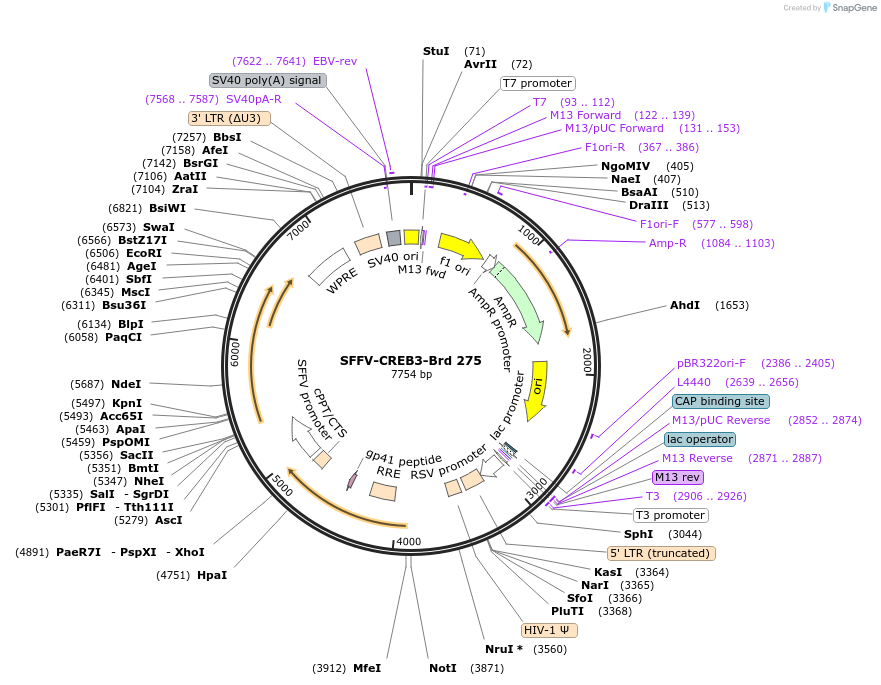 219217-plasmid-map-sequence-id-448991