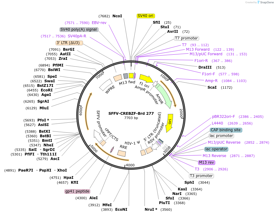 219219-plasmid-map-sequence-id-448992