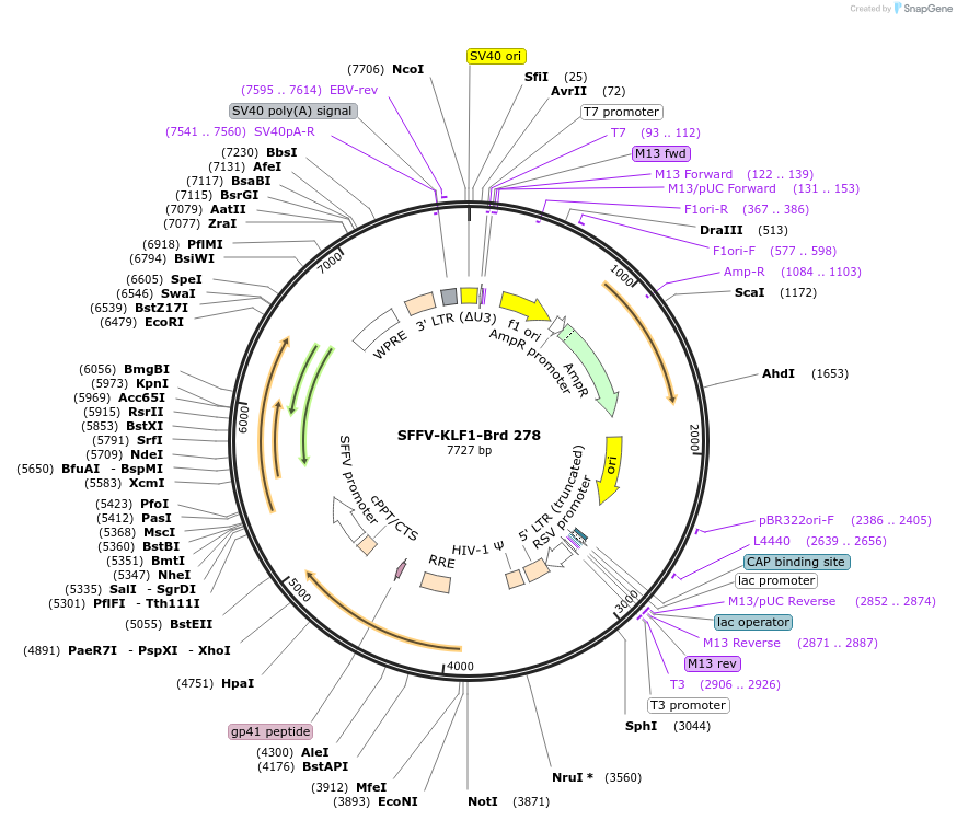 219220-plasmid-map-sequence-id-448993