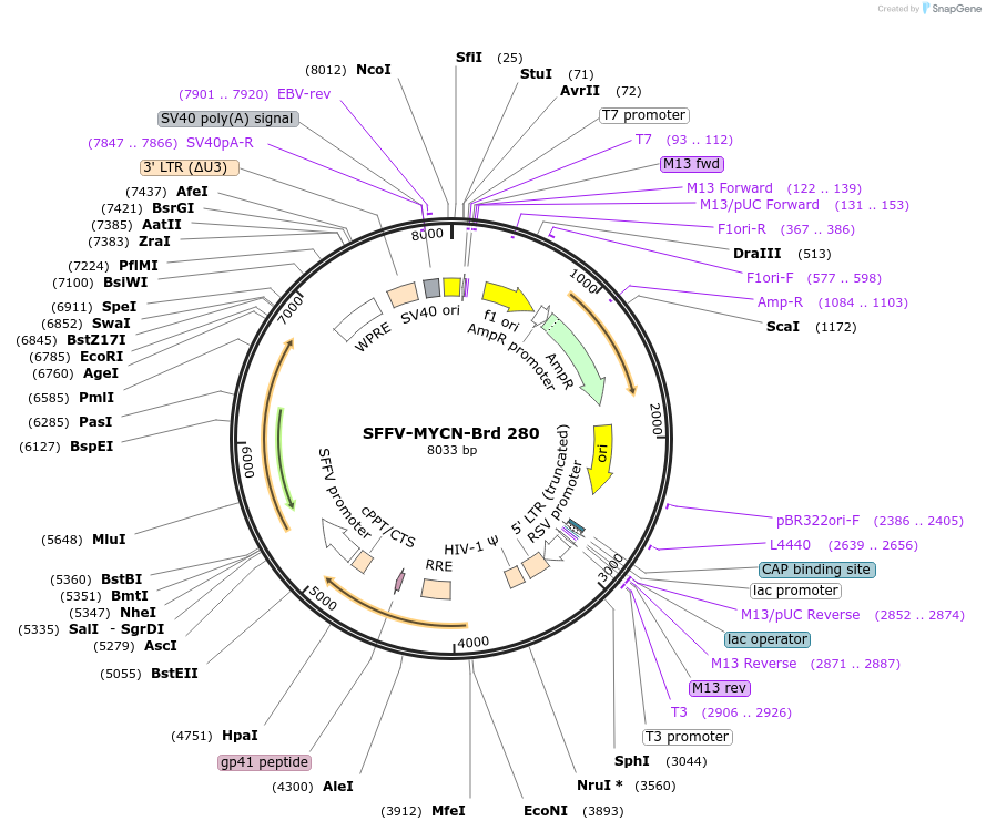 219221-plasmid-map-sequence-id-448994