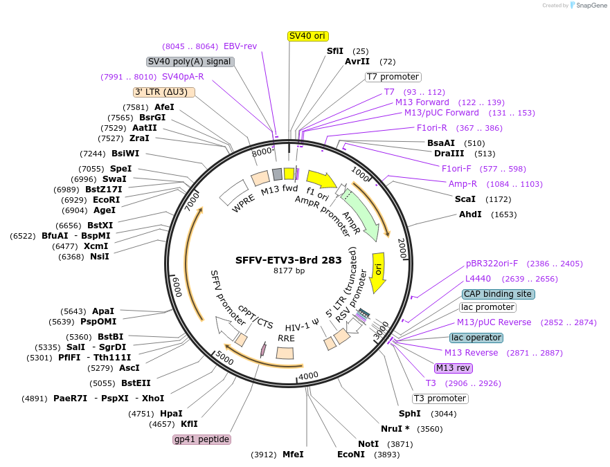 219224-plasmid-map-sequence-id-448995