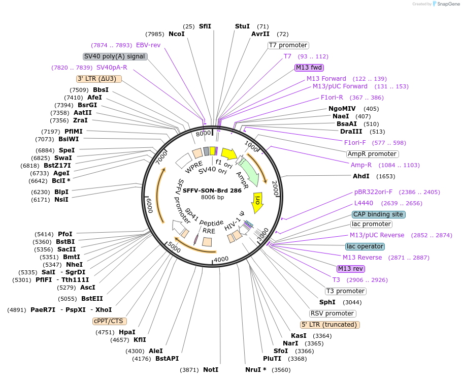 219227-plasmid-map-sequence-id-448998