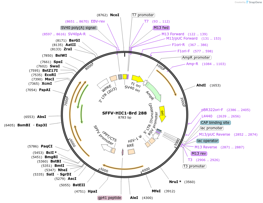 219229-plasmid-map-sequence-id-448999