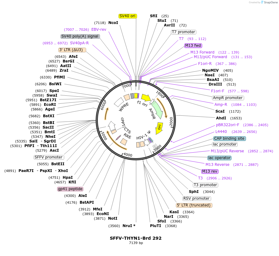 219230-plasmid-map-sequence-id-449000