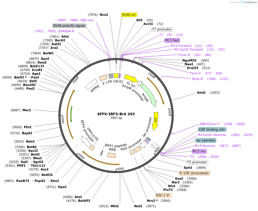 219231-plasmid-map-sequence-id-449001