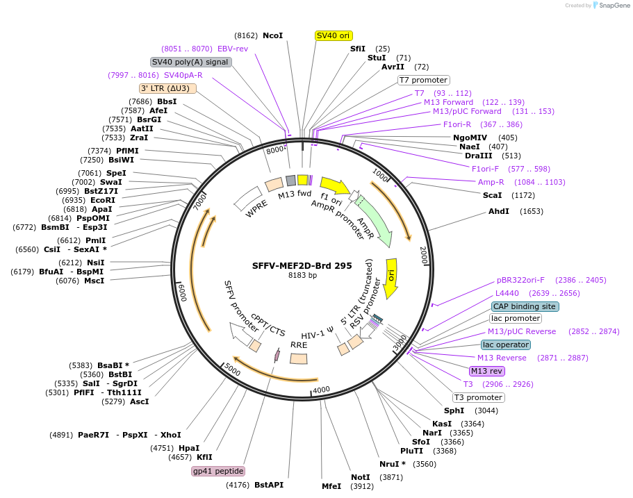 219232-plasmid-map-sequence-id-449002