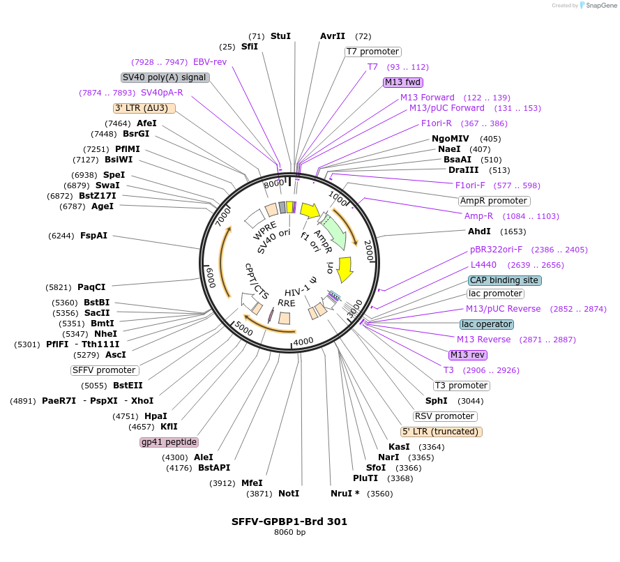 219237-plasmid-map-sequence-id-449005