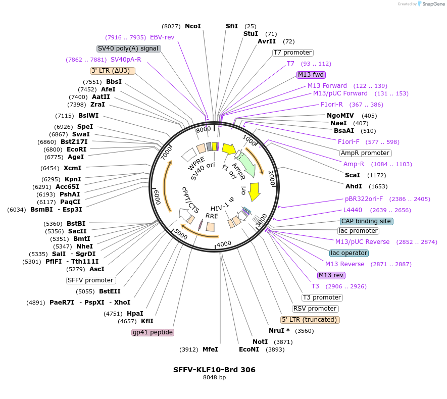 219240-plasmid-map-sequence-id-449006