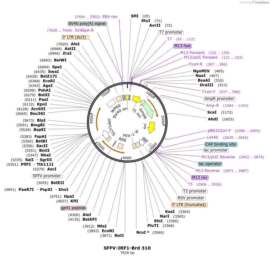 219244-plasmid-map-sequence-id-449008
