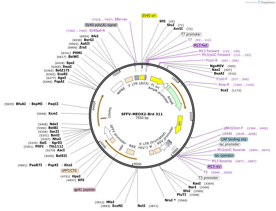 219245-plasmid-map-sequence-id-449009