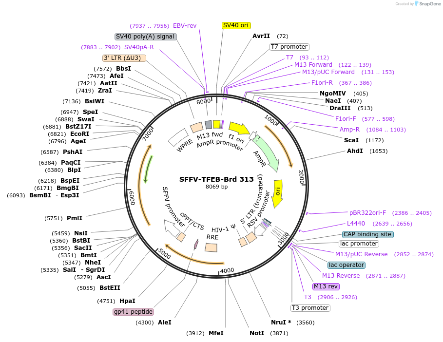 219246-plasmid-map-sequence-id-449010