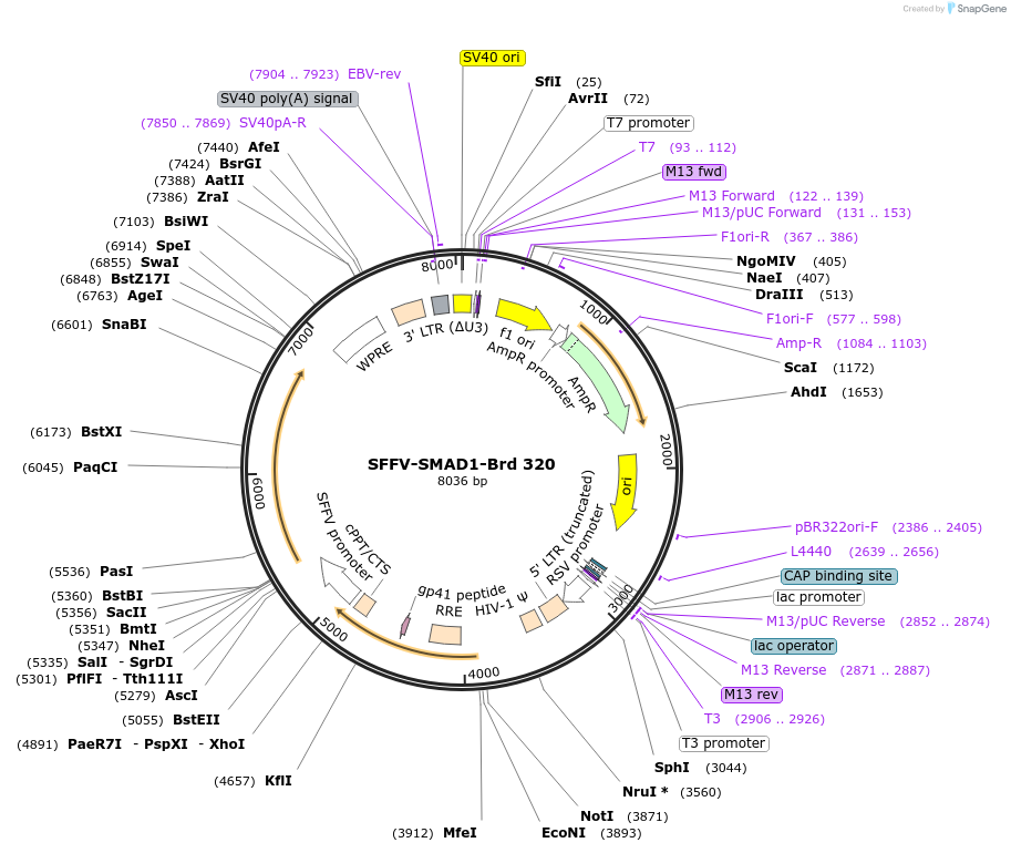 219250-plasmid-map-sequence-id-449012
