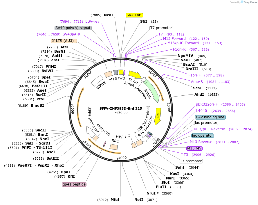 219255-plasmid-map-sequence-id-449015