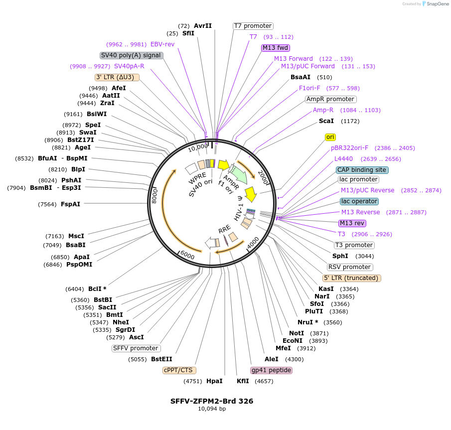 219256-plasmid-map-sequence-id-449016