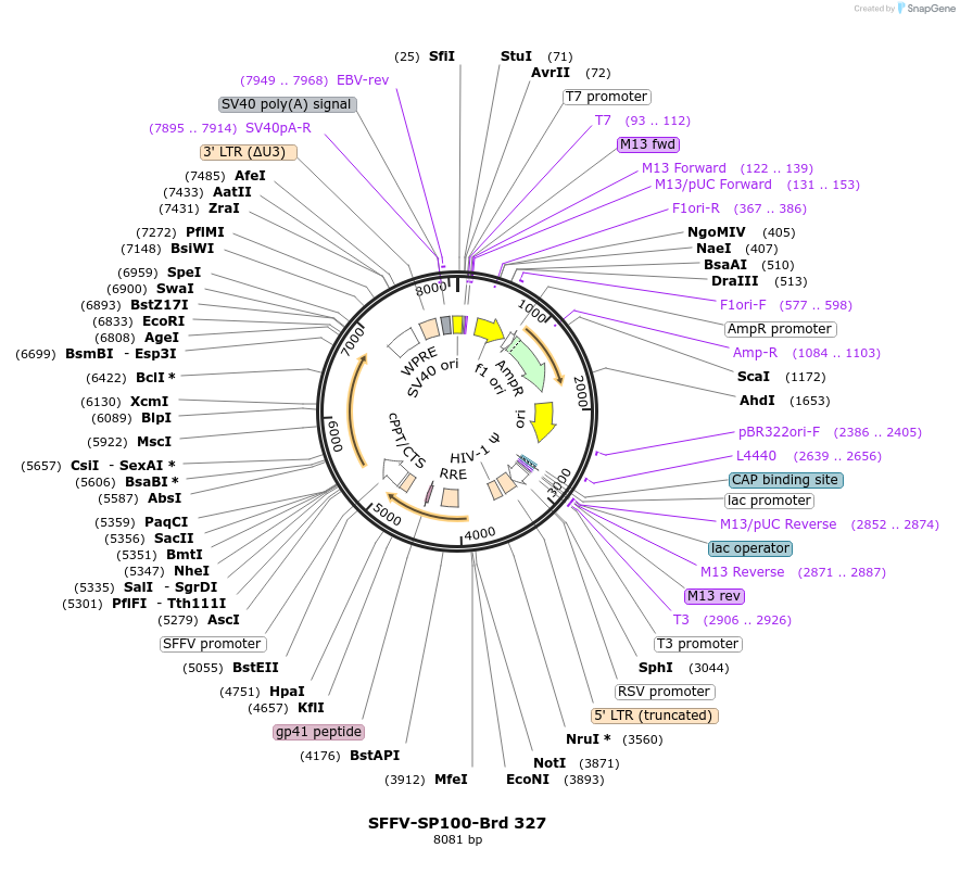 219257-plasmid-map-sequence-id-449017