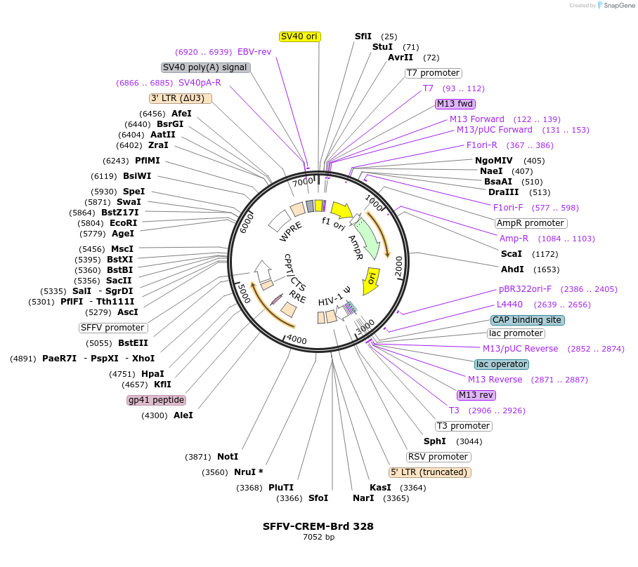 219258-plasmid-map-sequence-id-449018