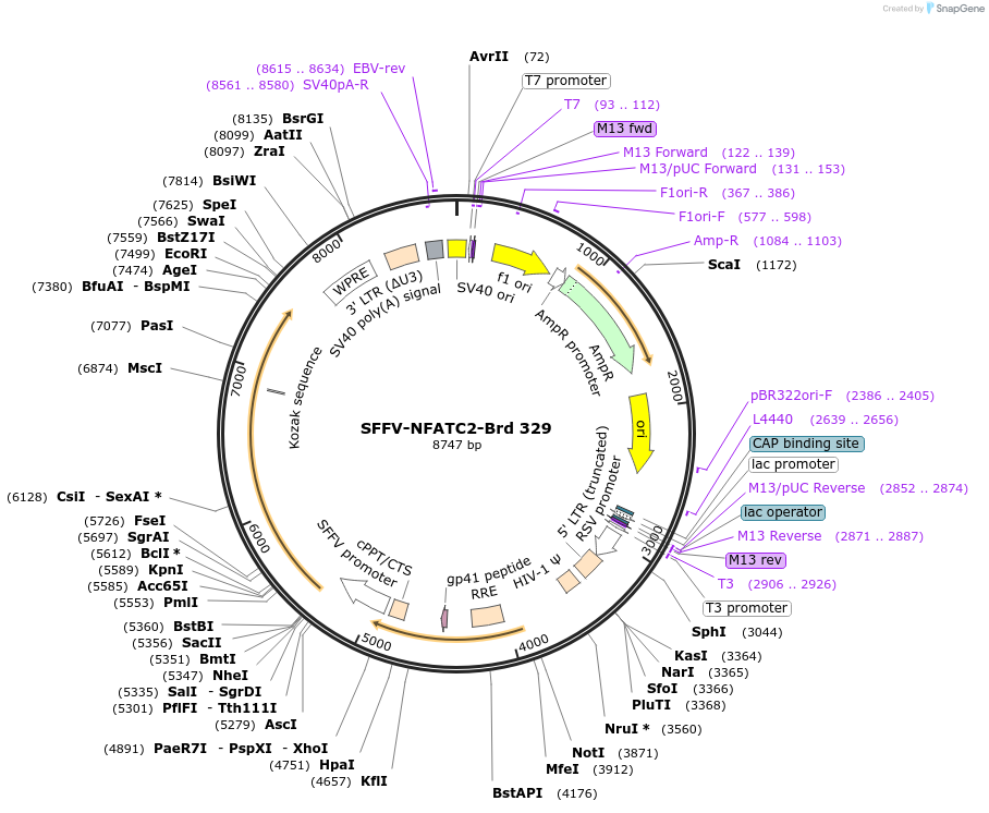 219259-plasmid-map-sequence-id-449019