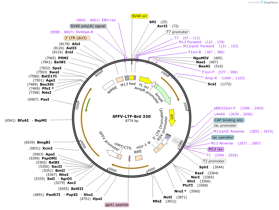 219260-plasmid-map-sequence-id-449020