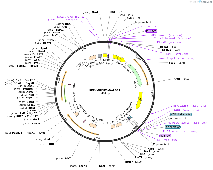 219261-plasmid-map-sequence-id-449021