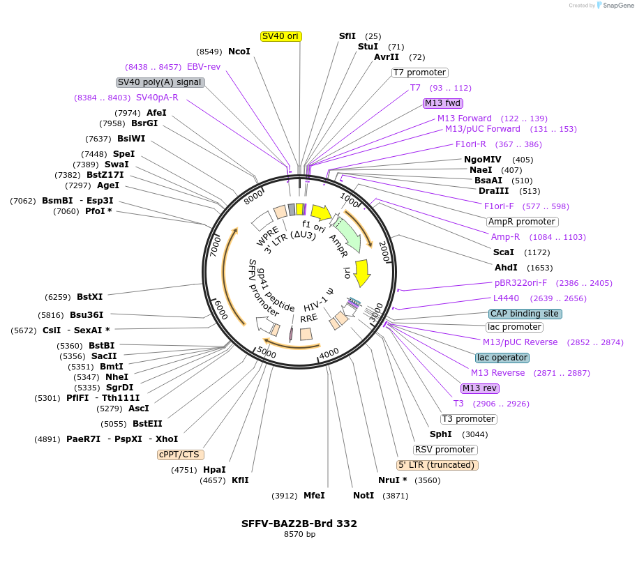 219262-plasmid-map-sequence-id-449022