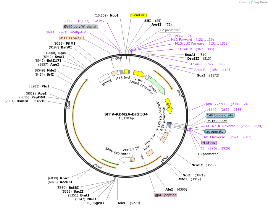 219263-plasmid-map-sequence-id-449023