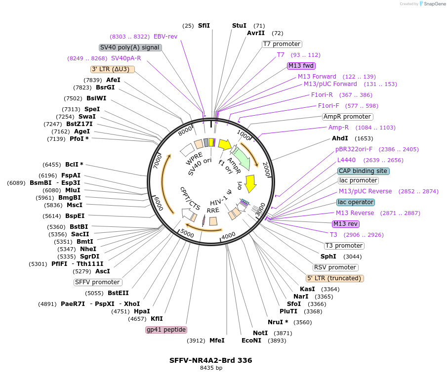 219265-plasmid-map-sequence-id-449025