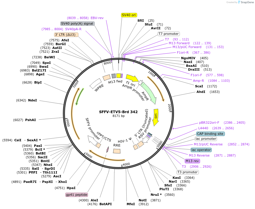 219268-plasmid-map-sequence-id-449028