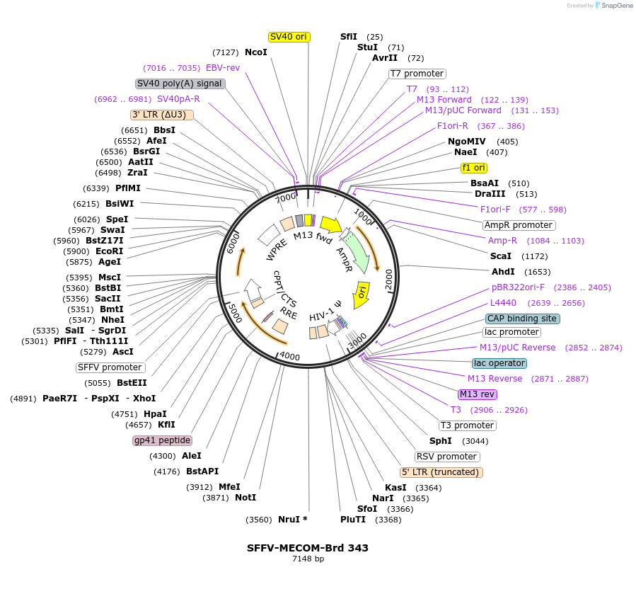 219269-plasmid-map-sequence-id-449029