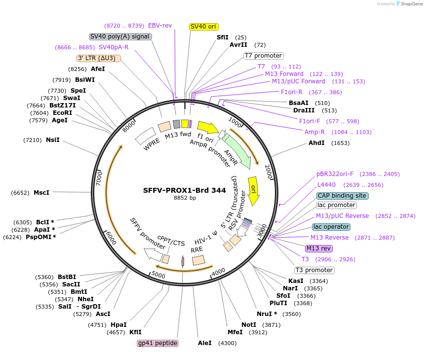 219270-plasmid-map-sequence-id-449030