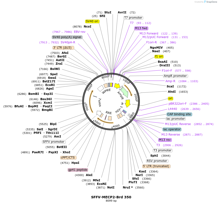 219276-plasmid-map-sequence-id-449031