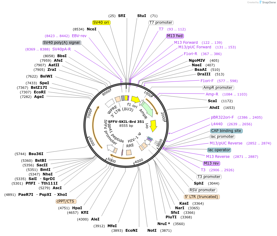 219277-plasmid-map-sequence-id-449032