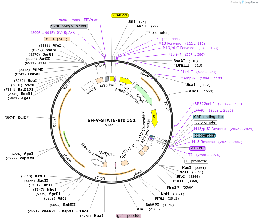 219278-plasmid-map-sequence-id-449033