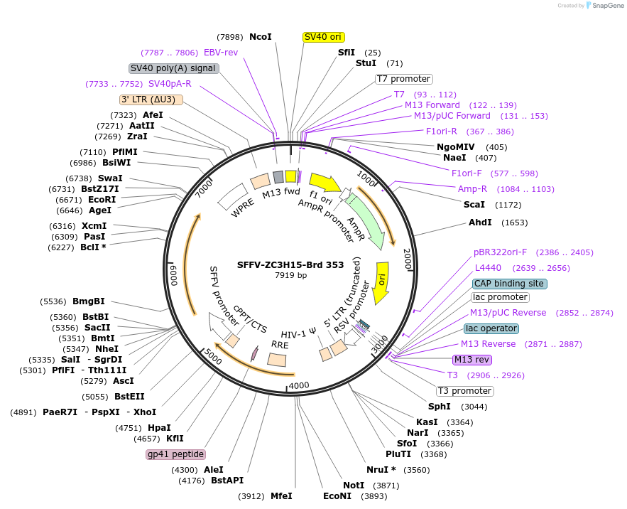 219279-plasmid-map-sequence-id-449034