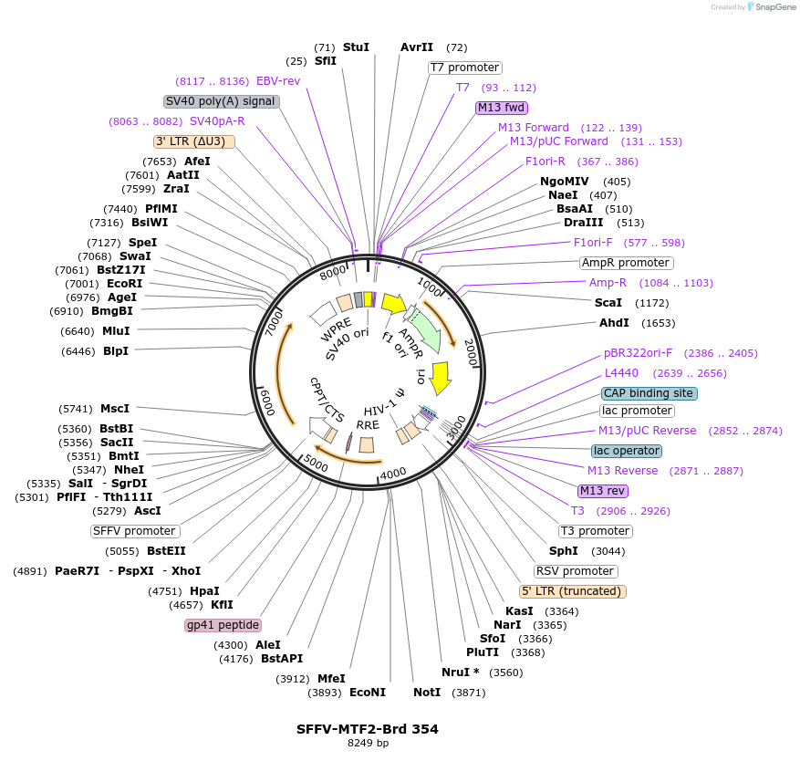 219280-plasmid-map-sequence-id-449035